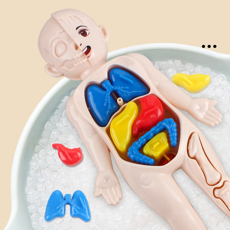 14-Piece Human Organ Model DIY Science Set for Kids by HitMyNeed