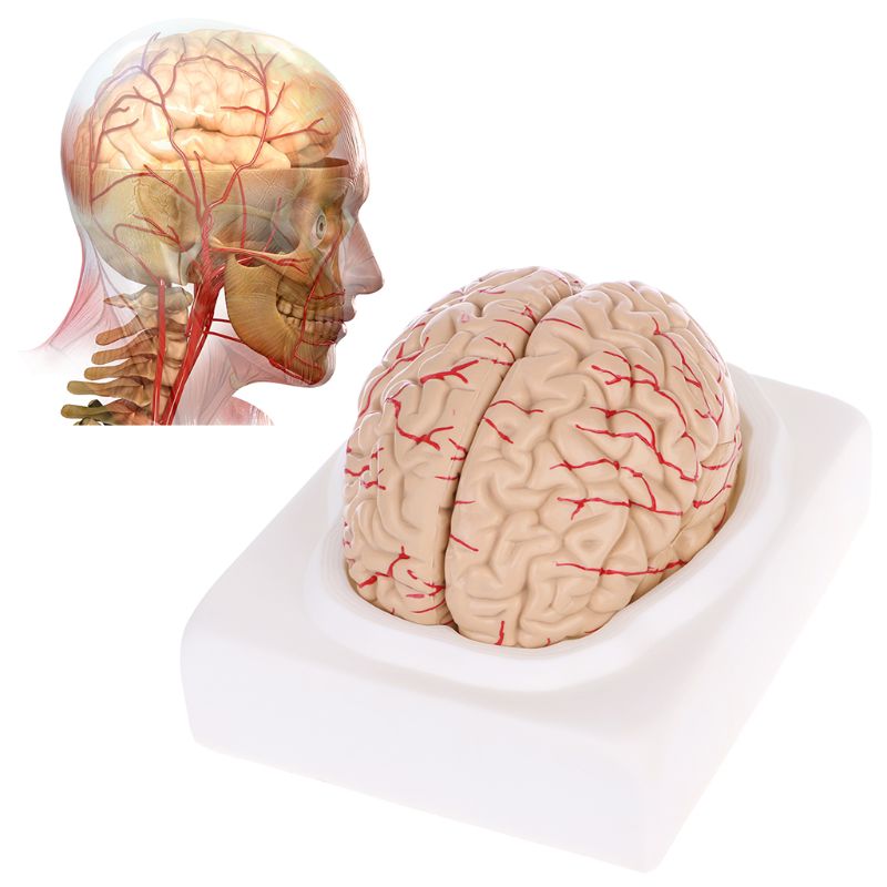 8-Part Human Brain Anatomy Model with Base by HitMyNeed