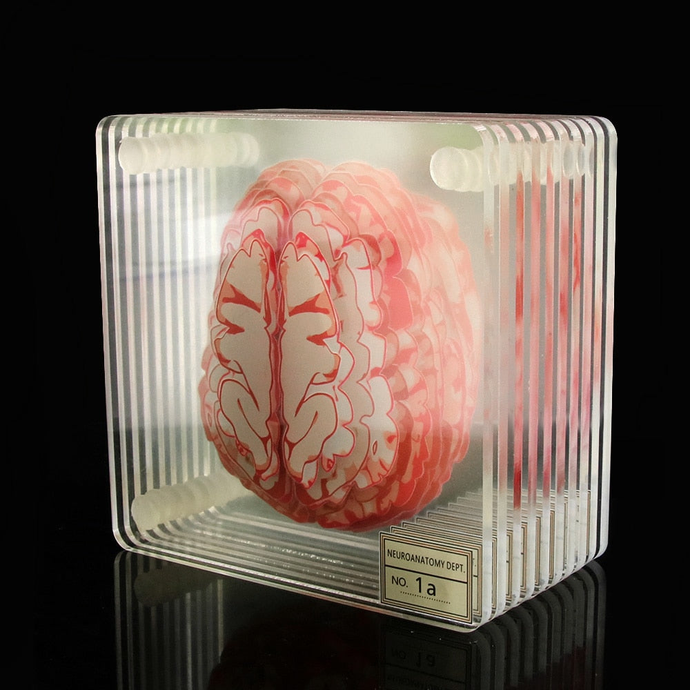 Acrylic Non-Slip Brain Coasters Set of 10 by HitMyNeed