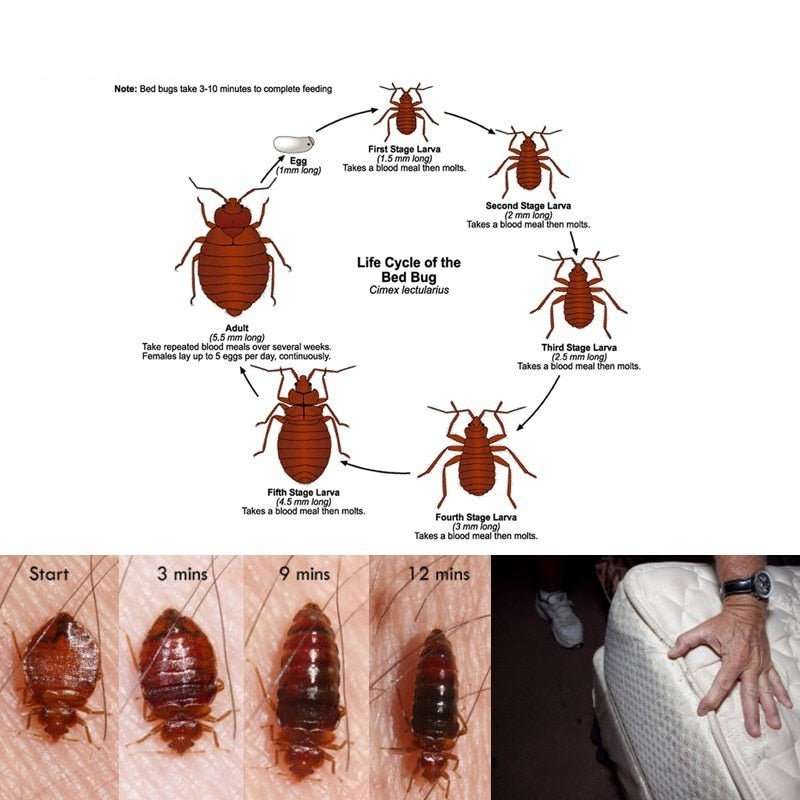 Bed Bug Killer Powder Set (50 Sachets) by HitMyNeed