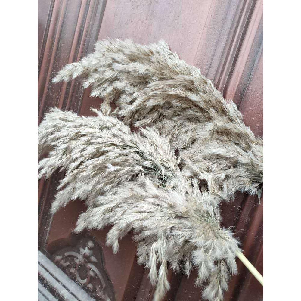 Dried Pampas Grass Rustic Décor (20 Stems, 55-60cm) by HitMyNeed