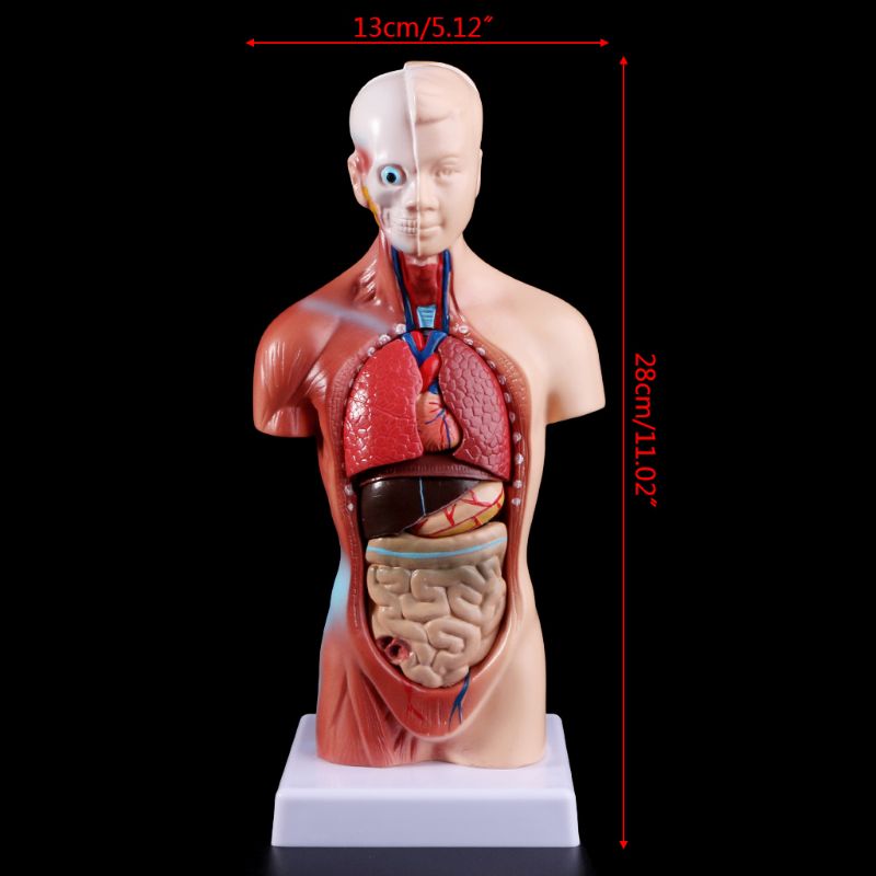 Human Torso Anatomy Model with Removable Organs by HitMyNeed