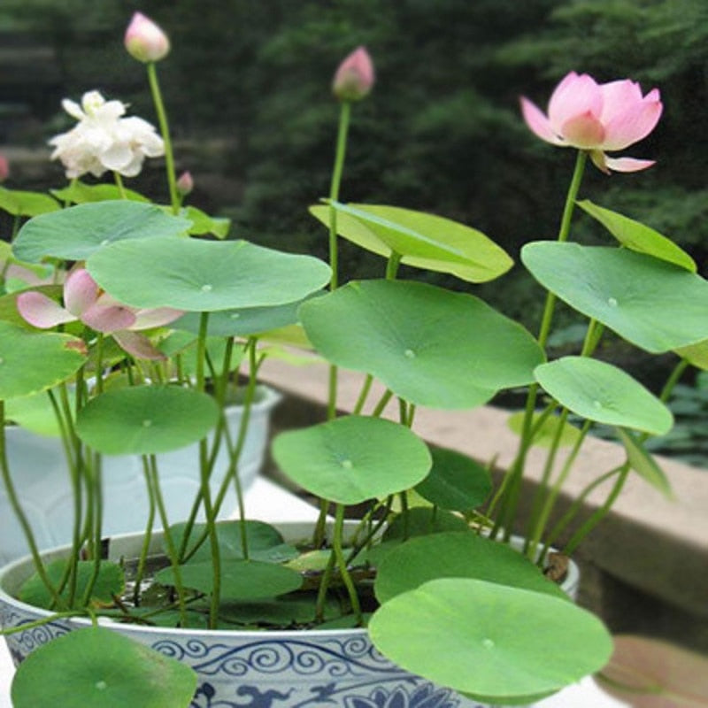 Hydroponic Aquatic Plant Seeds Set - 20 Pieces by HitMyNeed