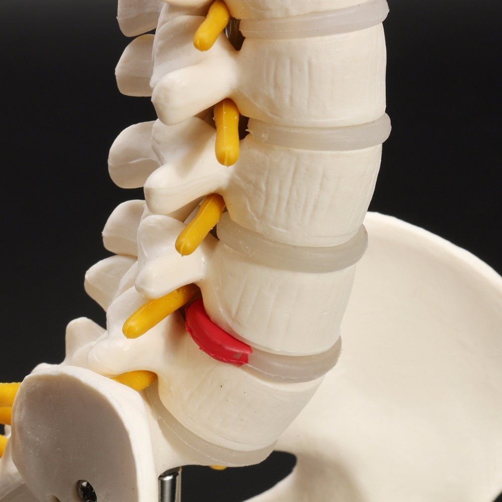 Life-Size Anatomical Human Spine Model with Base by HitMyNeed