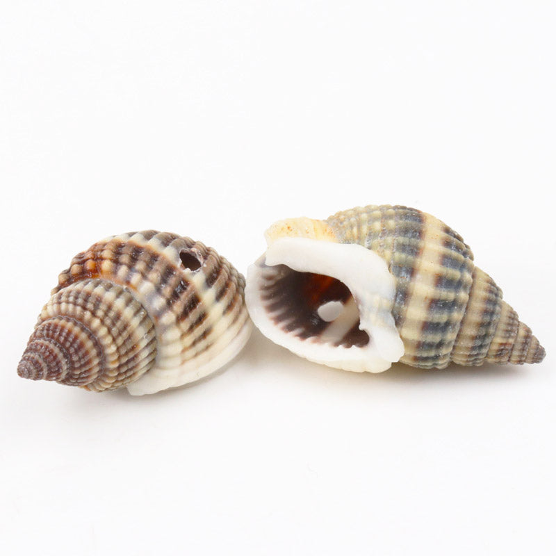 Natural Spiral Seashells for DIY Crafts (10 Pack) by HitMyNeed