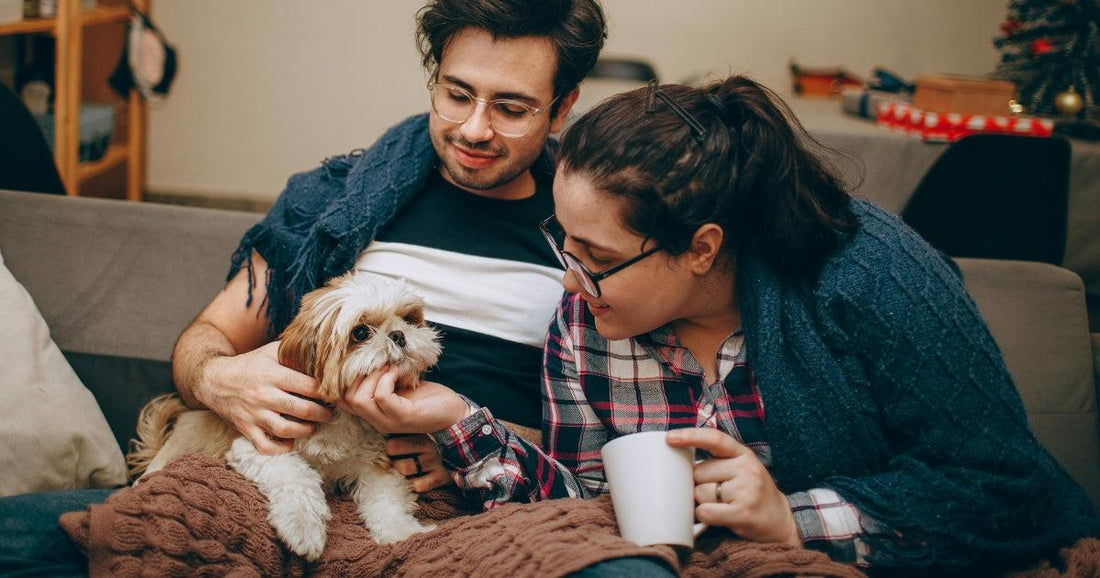 Essential Standards for Caring for Pets at Home Article by HitMyNeed