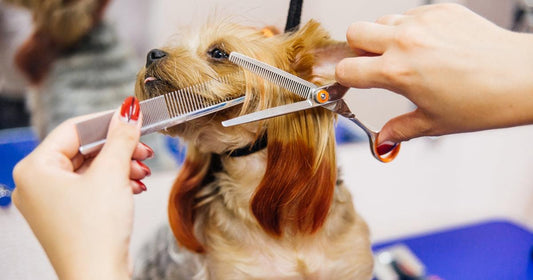 Mastering At-Home Pet Grooming: A Complete Guide for Dogs and Cats Article by HitMyNeed