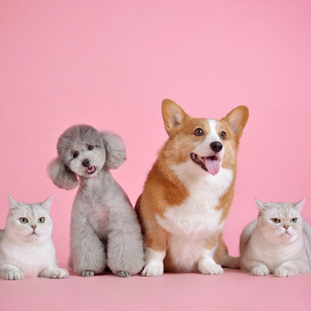 Pets Collection by HitMyNeed