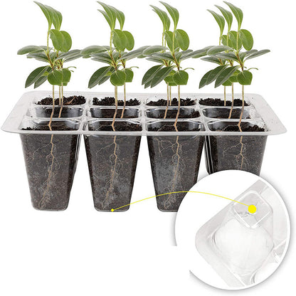 12-Hole Seed Germination Box with Adjustable Vent by HitMyNeed