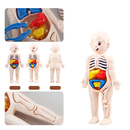 14-Piece Human Organ Model DIY Science Set for Kids by HitMyNeed