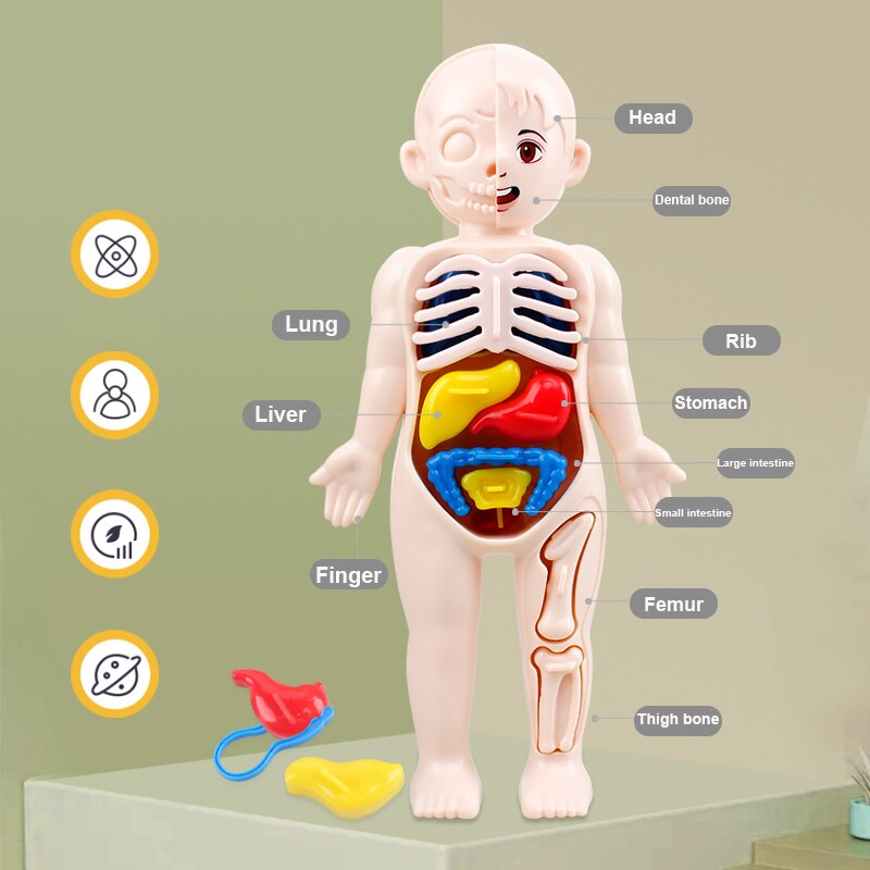 14-Piece Human Organ Model DIY Science Set for Kids by HitMyNeed