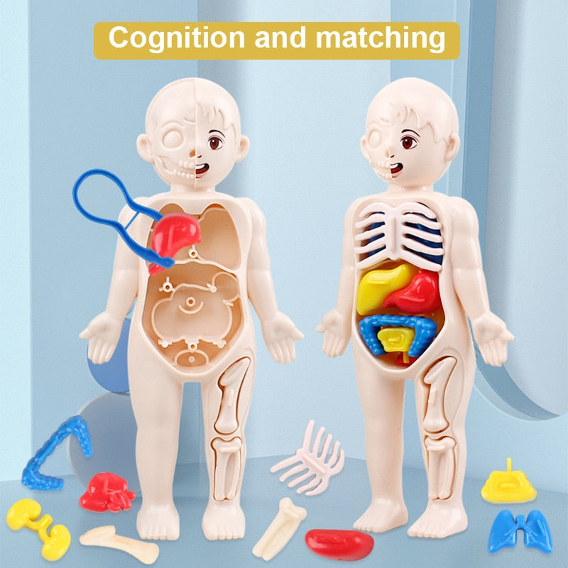 14-Piece Human Organ Model DIY Science Set for Kids by HitMyNeed