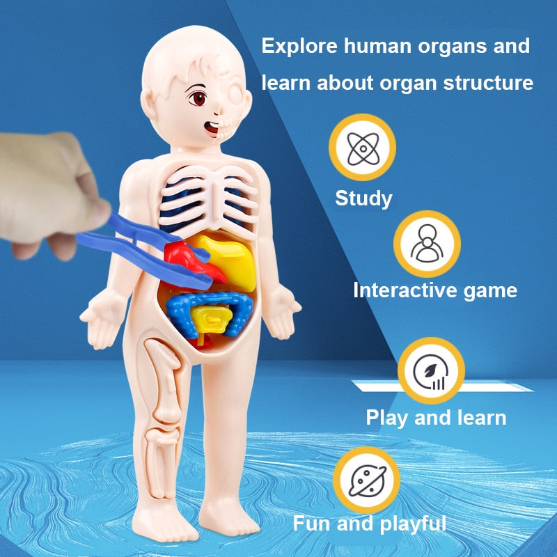 14-Piece Human Organ Model DIY Science Set for Kids by HitMyNeed