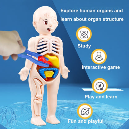 14-Piece Human Organ Model DIY Science Set for Kids by HitMyNeed