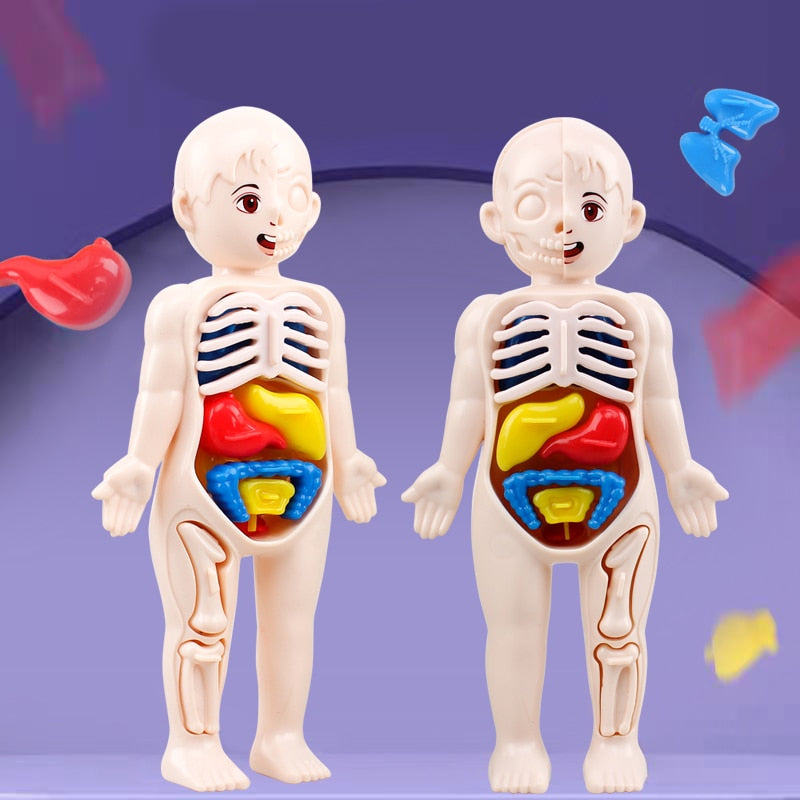 14-Piece Human Organ Model DIY Science Set for Kids by HitMyNeed