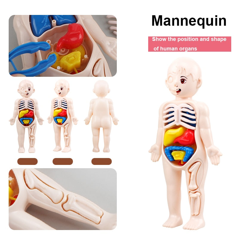 14-Piece Human Organ Model DIY Science Set for Kids by HitMyNeed