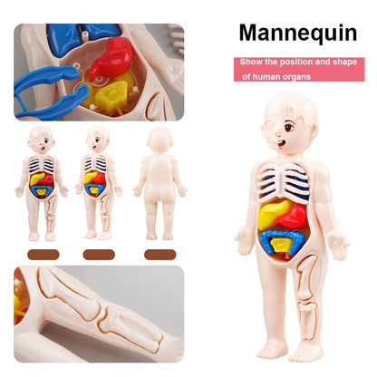 14-Piece Human Organ Model DIY Science Set for Kids by HitMyNeed