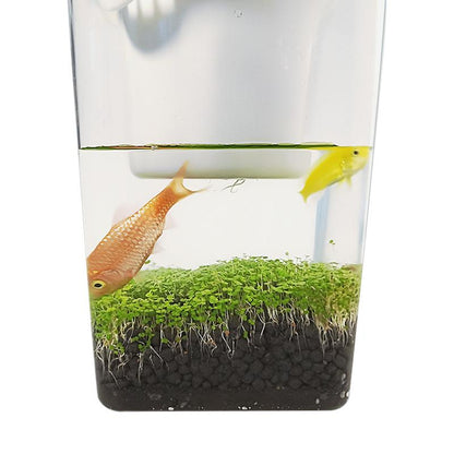 2-in-1 Fish Tank Planter Terrarium, 1.6L Desktop Tank by HitMyNeed