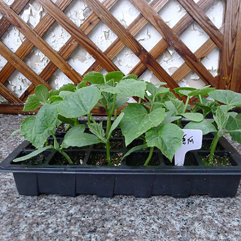 24-Cell Propagation Tray with Lid and Base by HitMyNeed