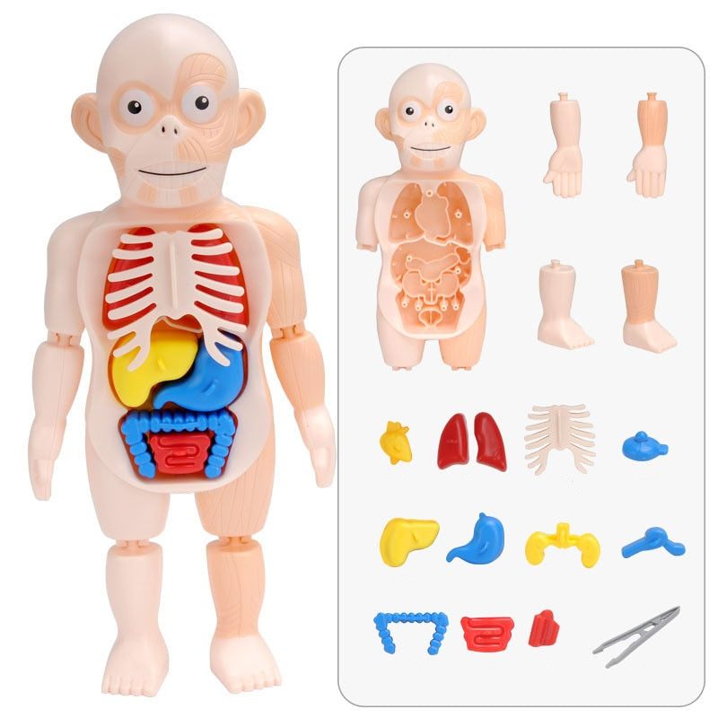 3D Human Anatomy Body Puzzle for Kids by HitMyNeed