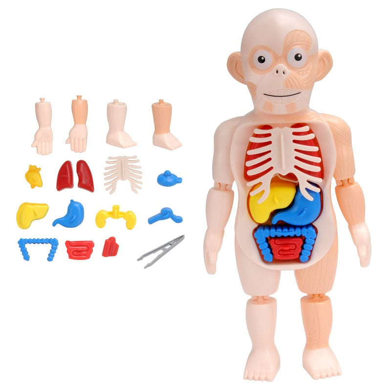3D Human Anatomy Body Puzzle for Kids by HitMyNeed