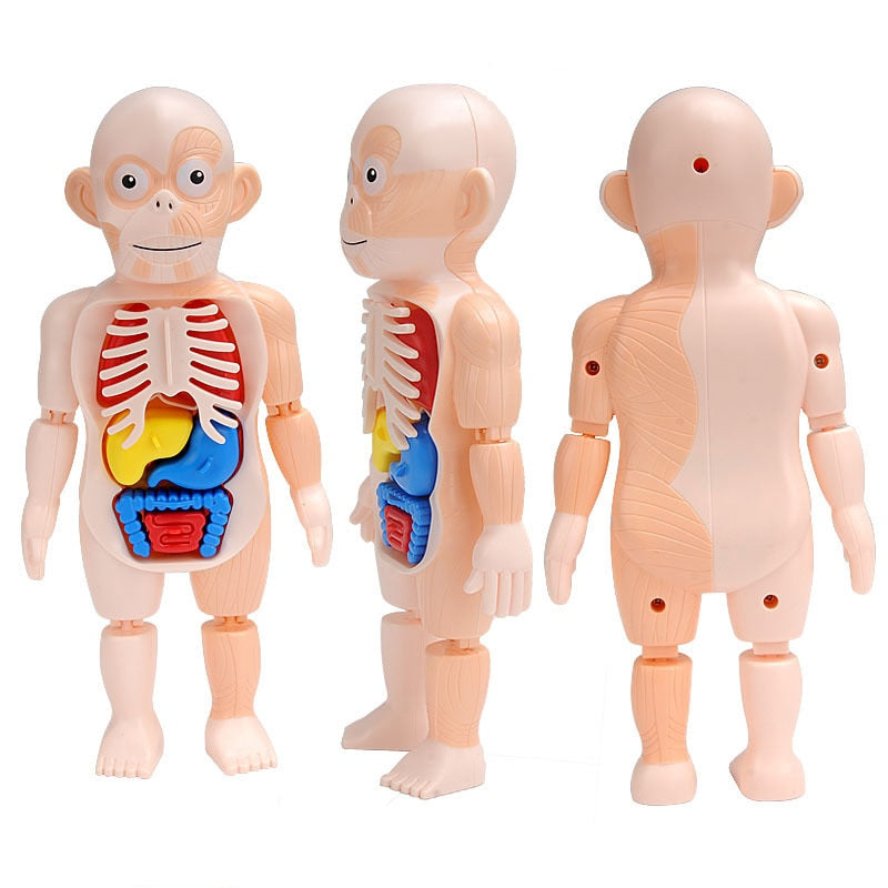 3D Human Anatomy Body Puzzle for Kids by HitMyNeed