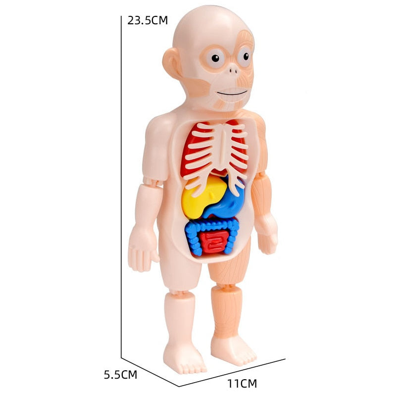 3D Human Anatomy Body Puzzle for Kids by HitMyNeed