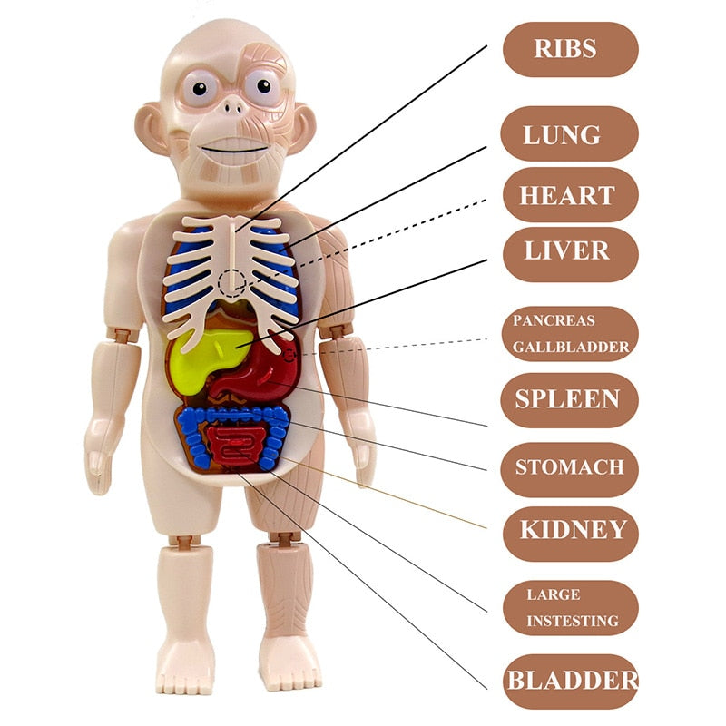 3D Human Anatomy Body Puzzle for Kids by HitMyNeed