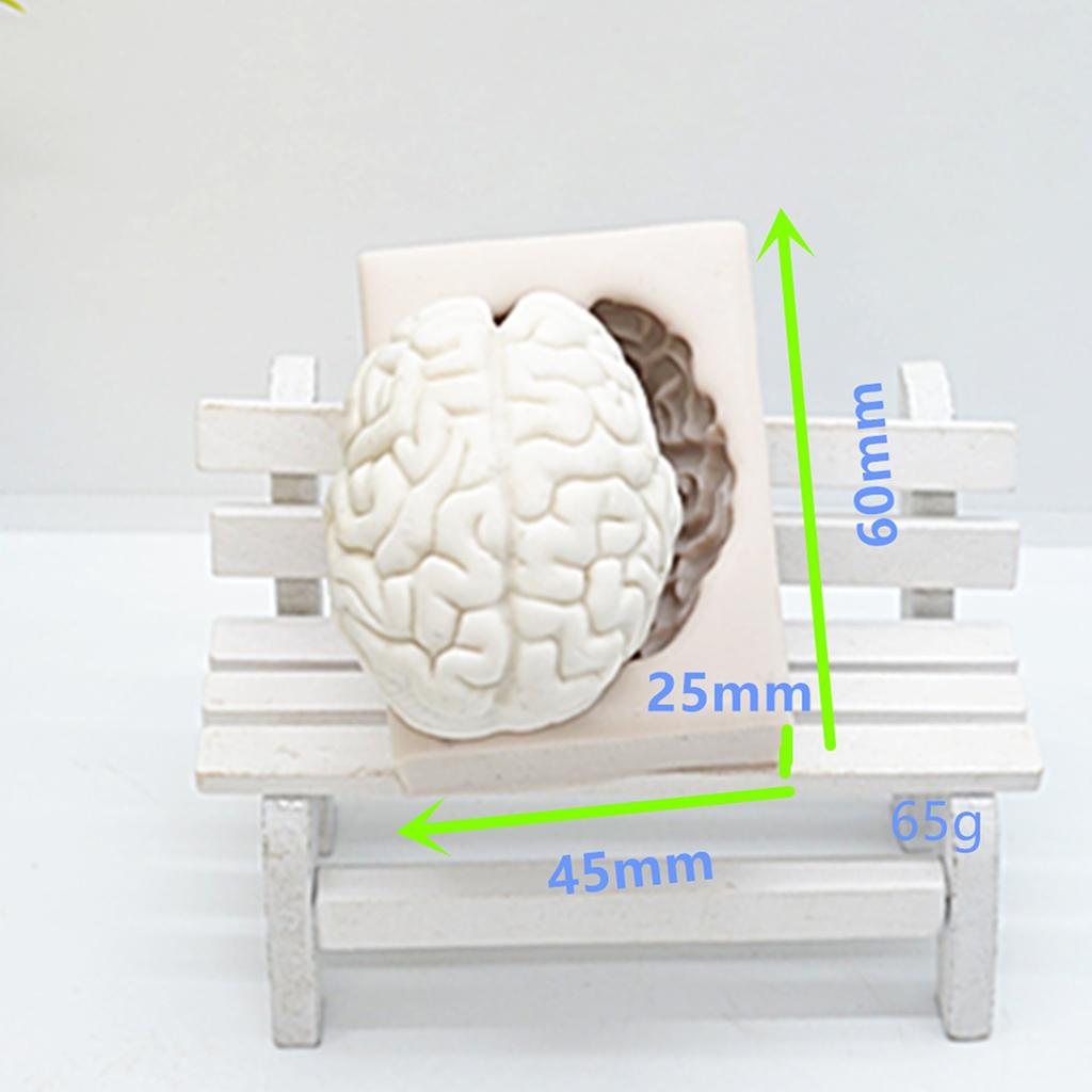 3D Silicone Brain Chocolate Mold for Baking & Crafts by HitMyNeed