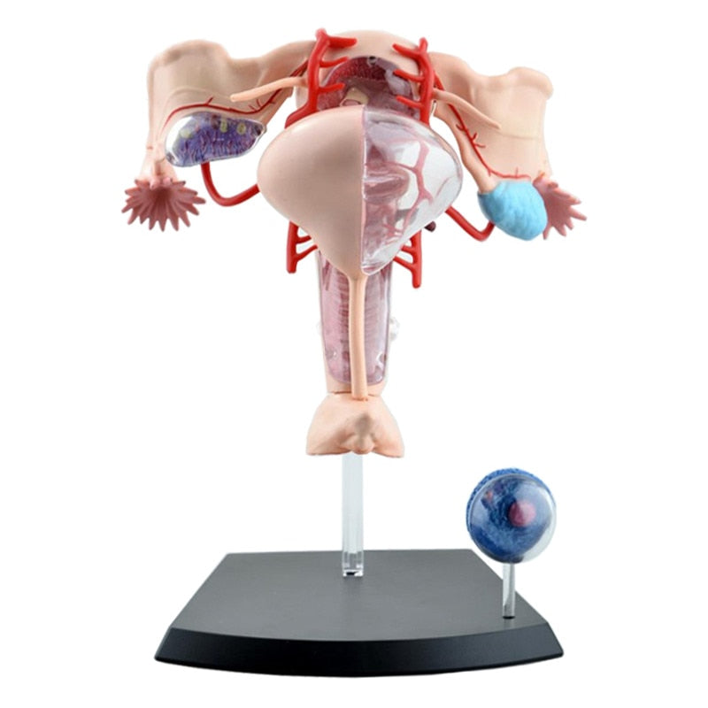 4D Female Reproductive System Anatomical Model by HitMyNeed