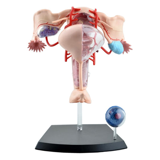 4D Female Reproductive System Anatomical Model by HitMyNeed