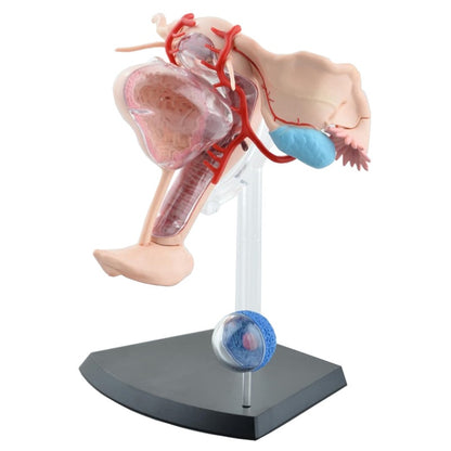 4D Female Reproductive System Anatomical Model by HitMyNeed