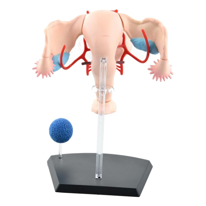 4D Female Reproductive System Anatomical Model by HitMyNeed