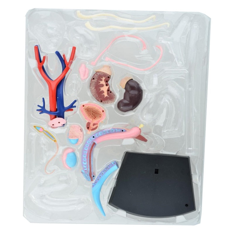 4D Female Reproductive System Anatomical Model by HitMyNeed