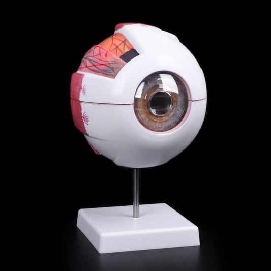 6x Enlarged Human Eye Anatomy Model on Stand by HitMyNeed
