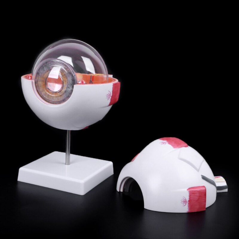 6x Enlarged Human Eye Anatomy Model on Stand by HitMyNeed