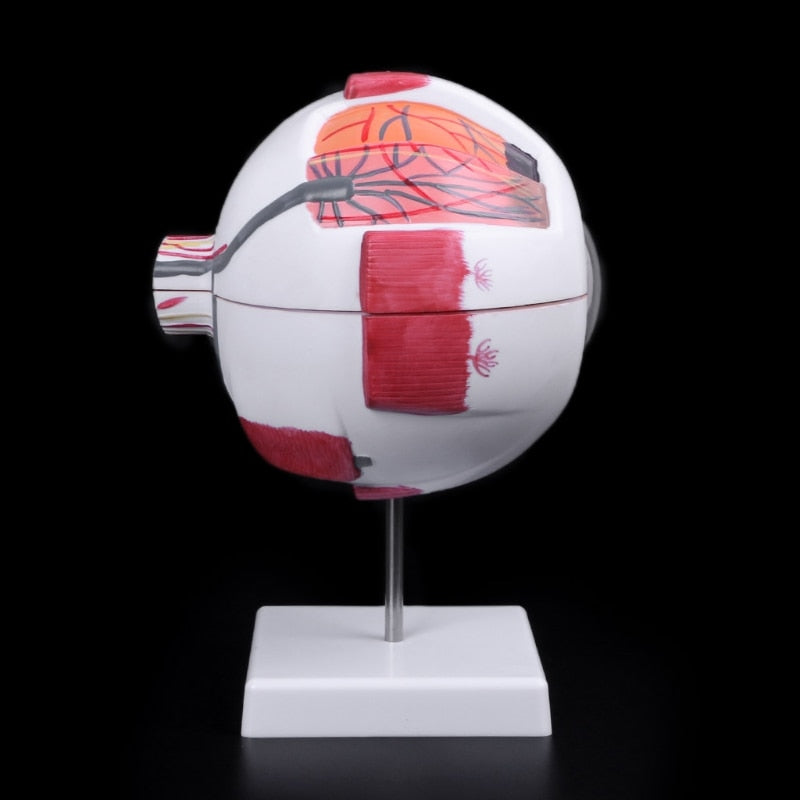 6x Enlarged Human Eye Anatomy Model on Stand by HitMyNeed