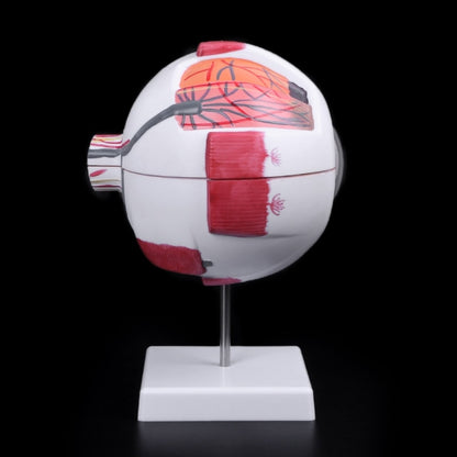 6x Enlarged Human Eye Anatomy Model on Stand by HitMyNeed