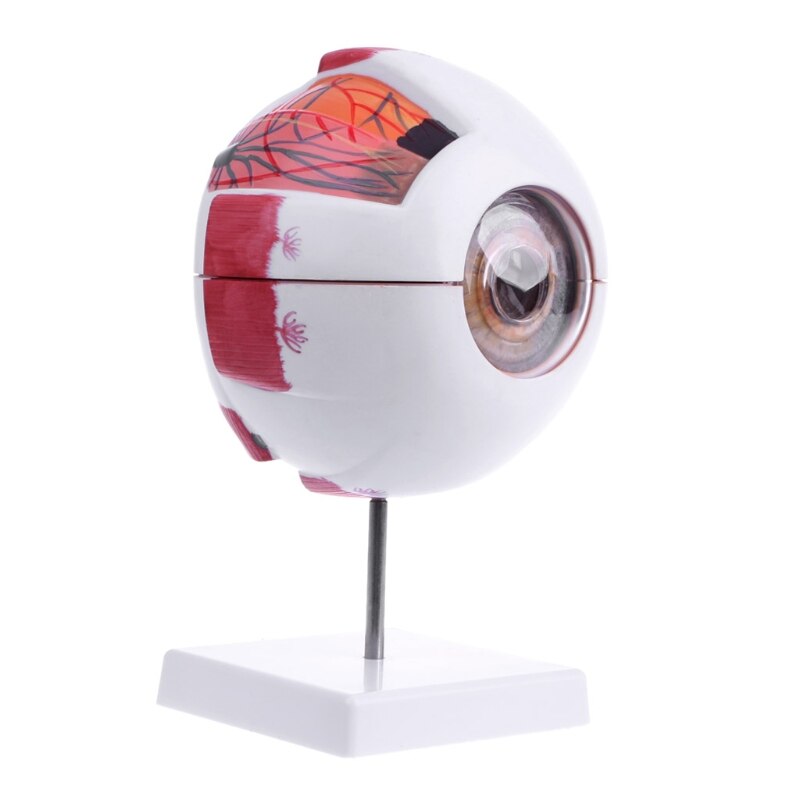 6x Enlarged Human Eye Anatomy Model on Stand by HitMyNeed
