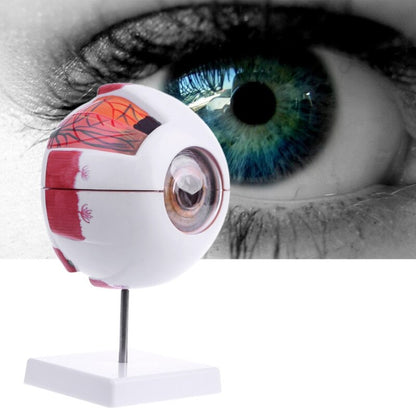 6x Enlarged Human Eye Anatomy Model on Stand by HitMyNeed