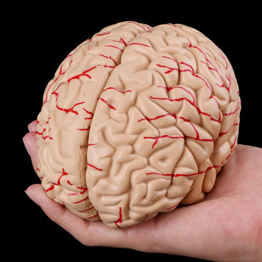 8-Part Human Brain Anatomy Model with Base by HitMyNeed