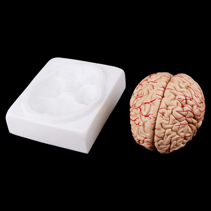 8-Part Human Brain Anatomy Model with Base by HitMyNeed