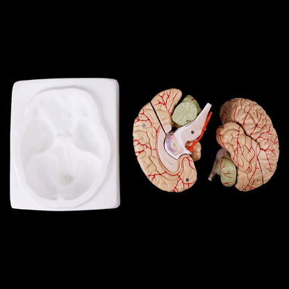 8-Part Human Brain Anatomy Model with Base by HitMyNeed