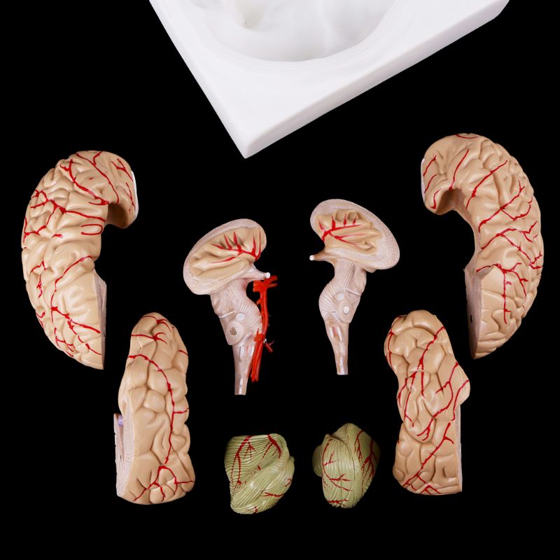 8-Part Human Brain Anatomy Model with Base by HitMyNeed