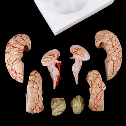 8-Part Human Brain Anatomy Model with Base by HitMyNeed