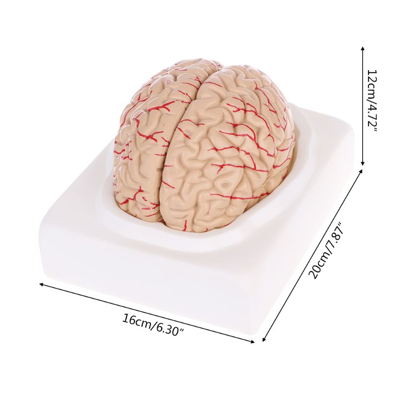 8-Part Human Brain Anatomy Model with Base by HitMyNeed