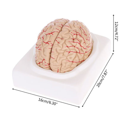 8-Part Human Brain Anatomy Model with Base by HitMyNeed