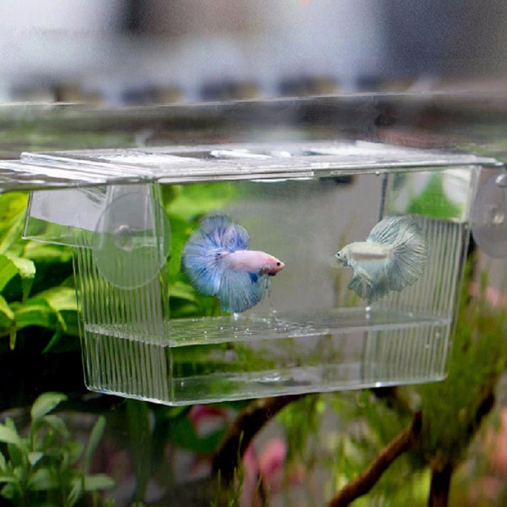 Acrylic Fish Breeding Box for Aquariums by HitMyNeed