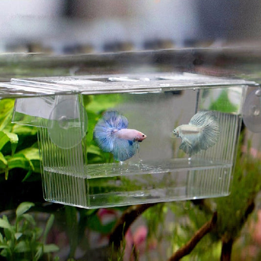 Acrylic Fish Breeding Box for Aquariums by HitMyNeed