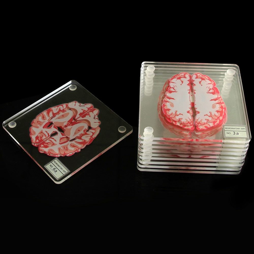 Acrylic Non-Slip Brain Coasters Set of 10 by HitMyNeed